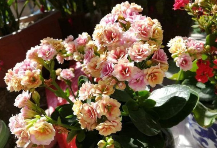 养长寿花从2点入手，合理掌握，延长长寿花花期，开花一茬接一茬