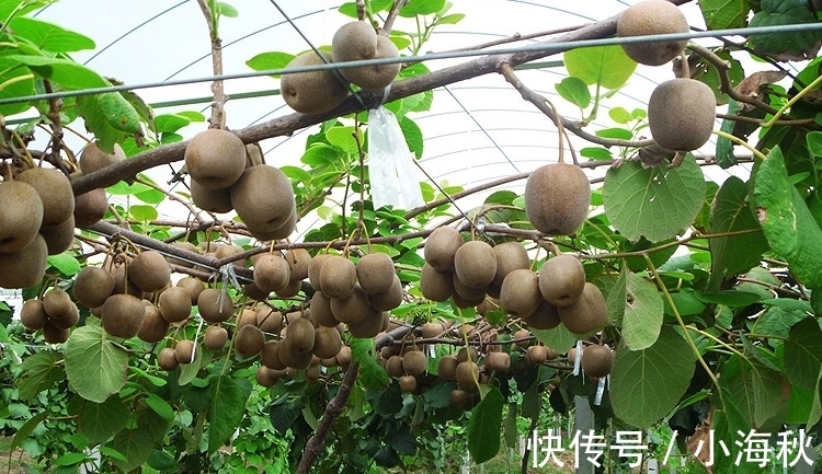 养殖|家中有院子,别傻傻的还种花草,快种上几样果树,想吃就摘