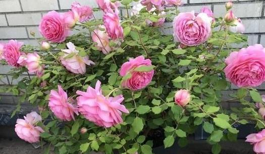 有机肥|月季花秋冬该怎么施肥,三种苗情施肥大不同