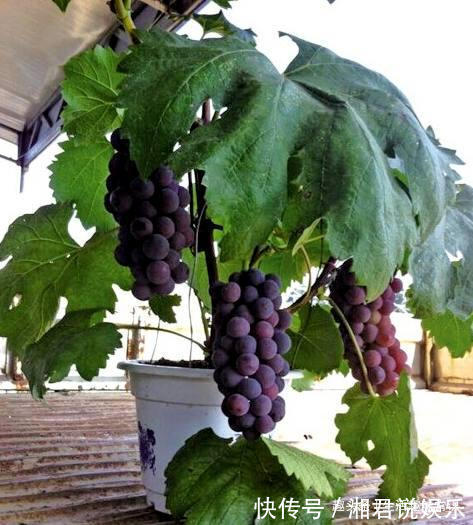 盆栽|8种水果盆栽比花都美,果实多好打理,够一家人吃一年了!