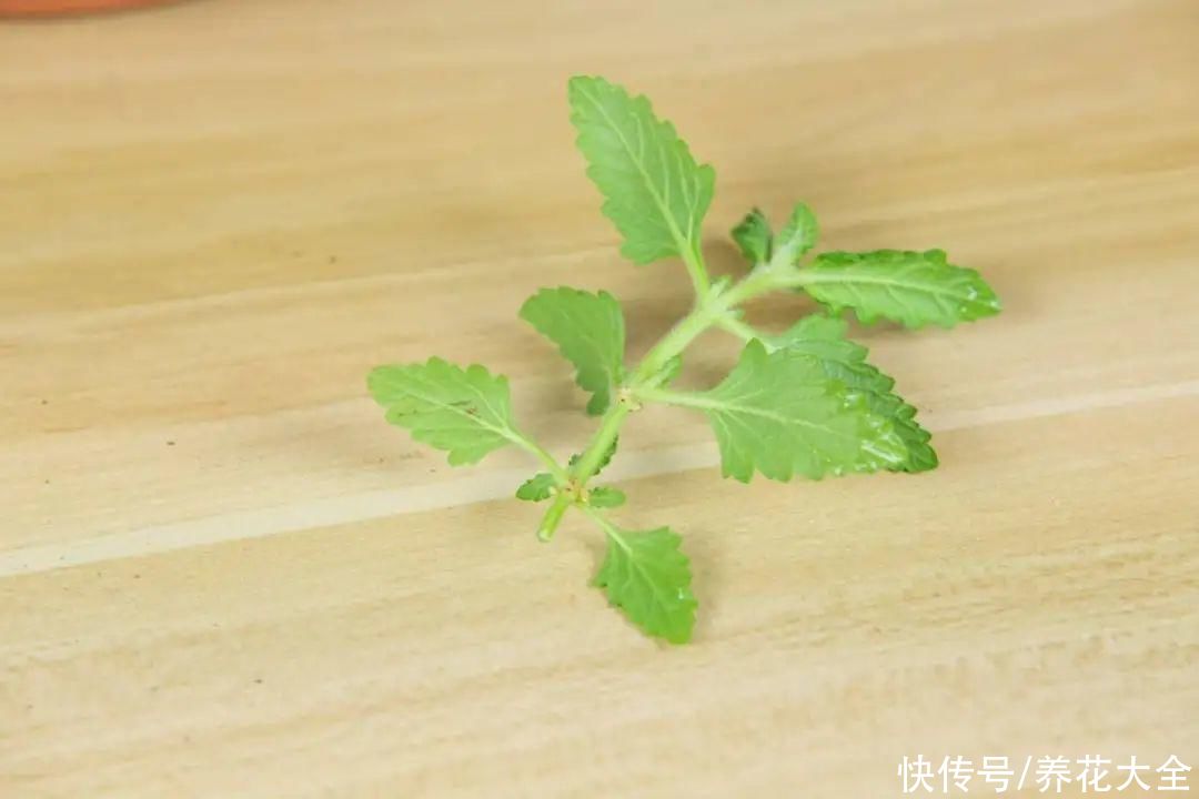 种花|10种花，现在扦插，下个月就开花