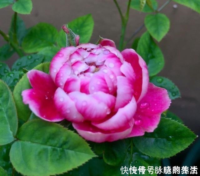 花瓣|这花开得太漂亮了,简直就是神仙颜值,难怪大家称它为“妖花”!