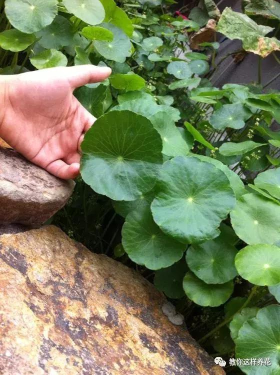  花友们|铜钱草叶子发黄稀疏，1个小技巧，叶子巴掌大，花盆装不下！