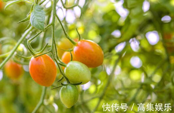 喜欢养花,就养这4款,繁殖快,花色艳,是盆栽佳品