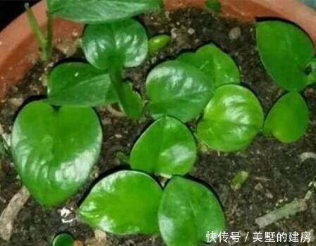 家里4种药片，过期不要扔，都是养花宝贝，比花肥好用10倍