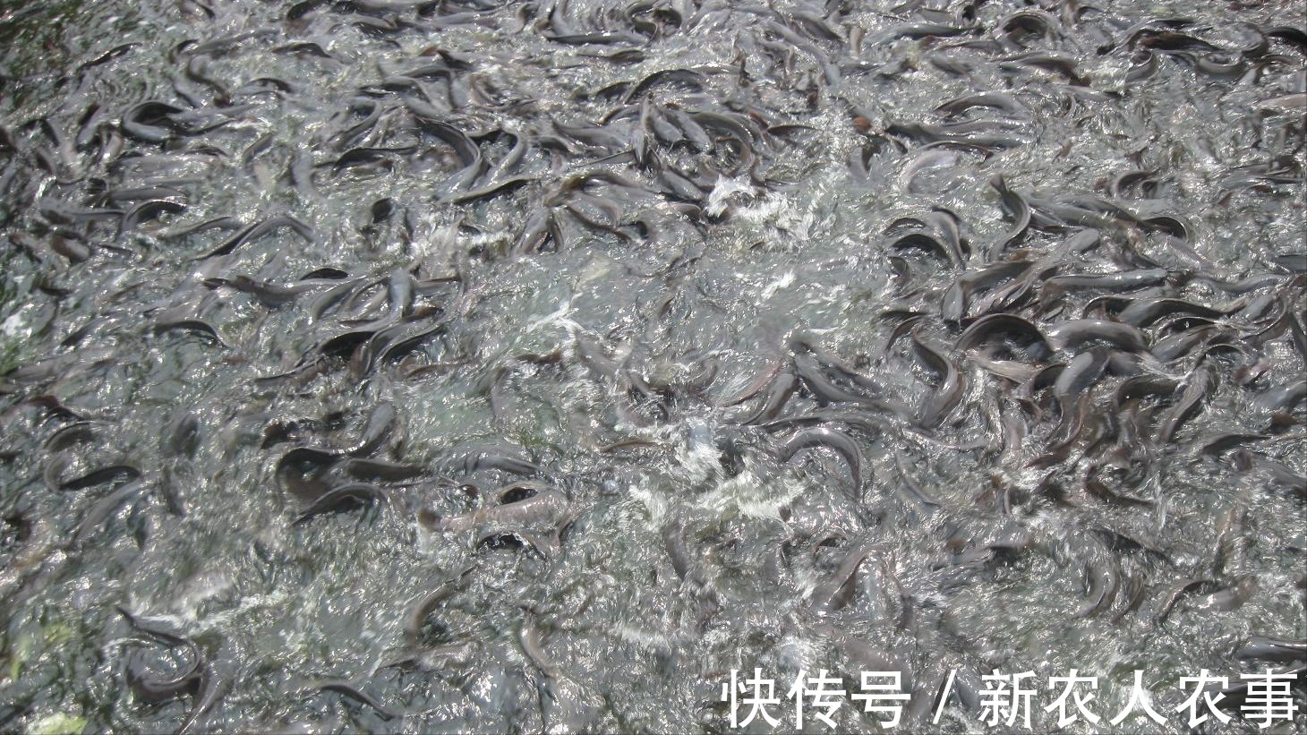 广东一男子的野钓大鱼梦,首次钓获30斤的鲶鱼,激动地举过了头顶