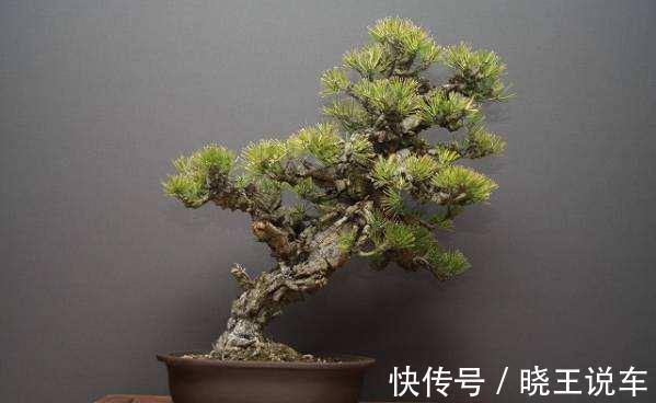 阳台庭院的六种松类盆景，让你的生活充满禅意