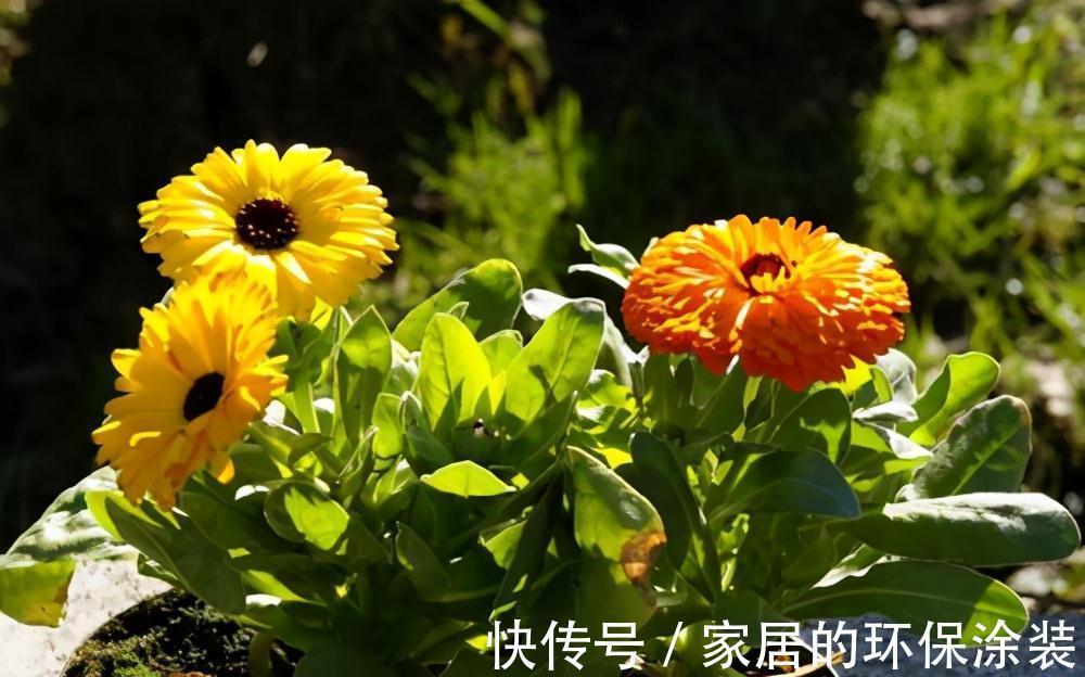 一年生|这14种花是一次性的，开完花就直接扔了吧，别浪费感情了