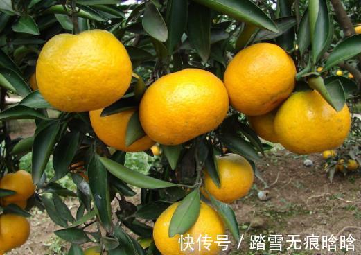 心脑血管|高血脂不能吃苹果?医生:若想血脂稳定,秋天4种水果尽量少吃