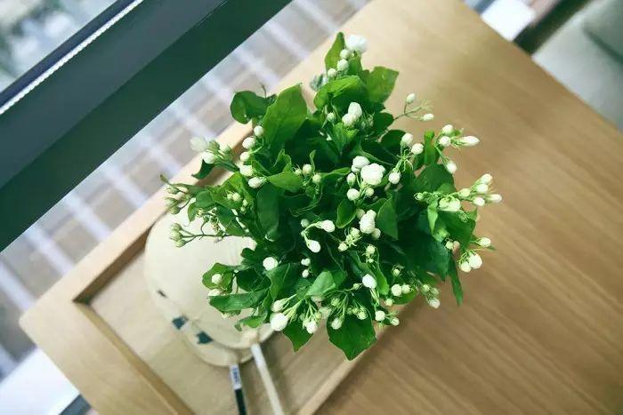 最适合夏天养的花,水浇够了,满盆开出小白花!