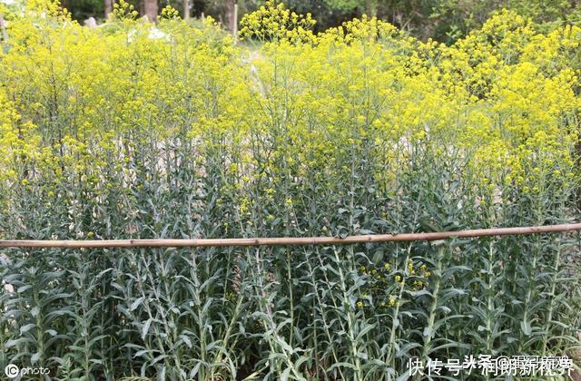 肠黄|老兽医60种常见中草药“一药一功效”汇总,建议养鸡人看看