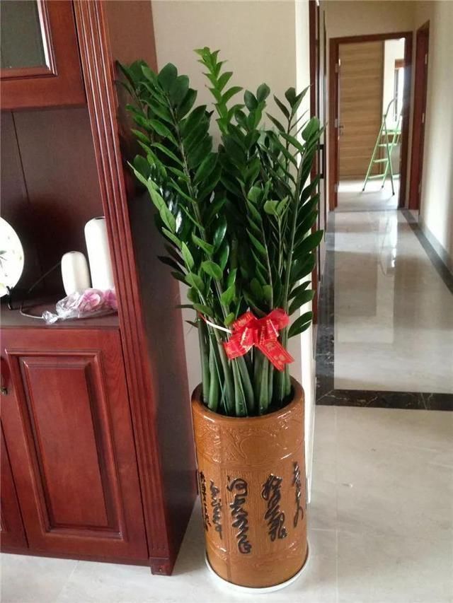 植物|养花养根的3个“通用法则”，学会了以后，根系撑破花盆