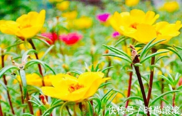 保健品|聪明的女人,用此“保健品”泡水喝,皮肤光滑,防乳腺癌,防癌症