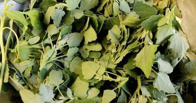 解毒|最常见的一种野菜,可祛湿、解毒、除口臭、有效解决便秘!