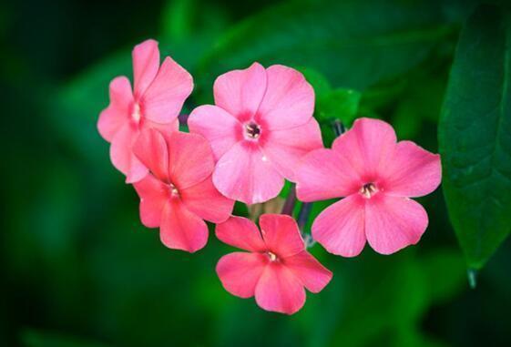 养花就养这几款,美观大方,叶色浓绿,花色绚烂丰富