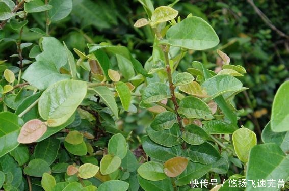 植物|农村一种植物,果实像秤砣,曾是儿时的零食,现在才知道它的价值