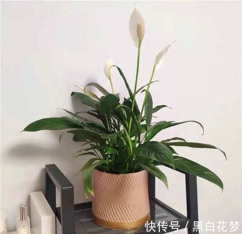 风水|五种小盆栽，耐阴又好养，办公室养几盆，增财运，旺事业