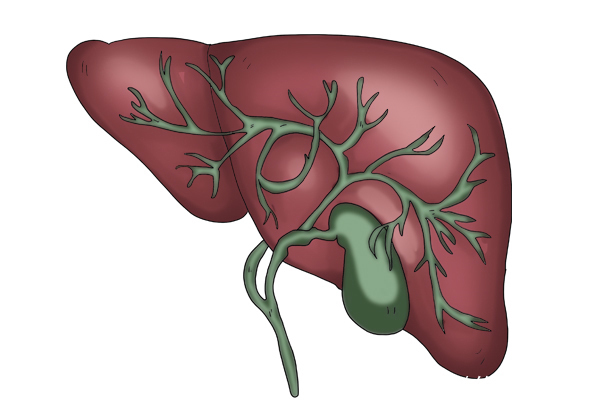 食物|早上是养肝黄金期,常吃四样“养肝早餐”,肝或会逐渐变好