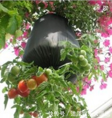 “空油桶”不要扔拿来种蔬菜，好养又漂亮，蔬菜多的吃不完！