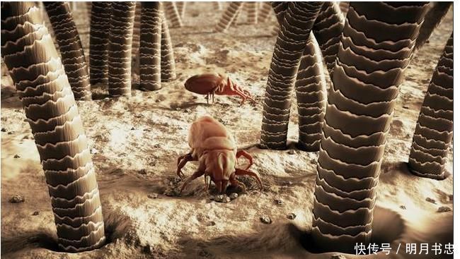 脸上螨虫成窝,68岁老保姆说记住一个土办法,螨虫咔嚓全死光