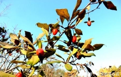 味道|在农村随处可见的一种野果,不仅味道鲜美,还能延缓衰老