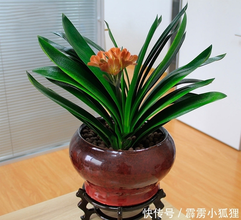 养护君子兰有诀窍,做对一件事,叶肥、花美、长势旺,特别漂亮