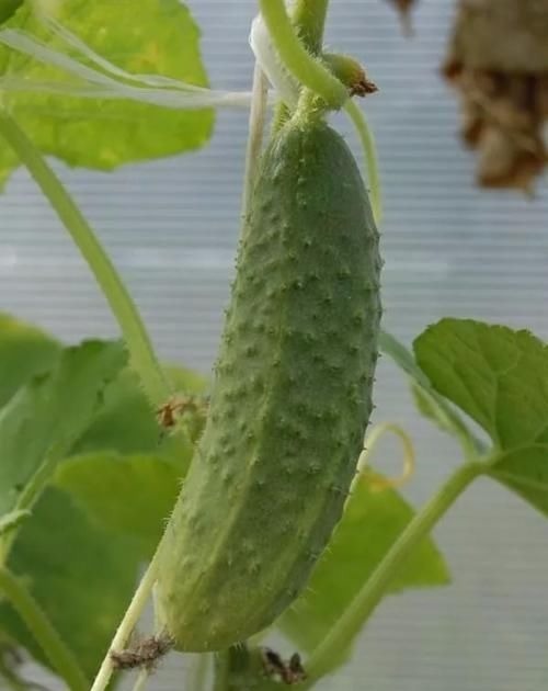 维生素c|炒芹菜不能放此物,吃了就是没病找病!却还有人不清楚