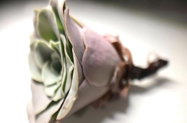 多肉植物|这5种多肉很难养,新手不敢碰,老手很小心,看看你家有没有!