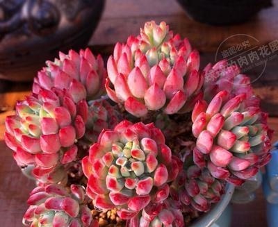 养棵多肉蓝苹果,大水大肥伺候,一年能爆10个头,养成群生肉墩子