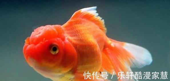 鲫鱼|人类几乎什么都吃,却唯独对金鱼敬而远之