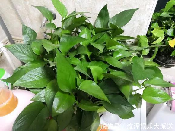 太阳花|咋“折腾”都不死的4种花，越修剪越旺，很难养死