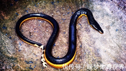 世界上最毒的蛇排名前十位 位居第一的眼镜蛇 快资讯 世界上最毒的蛇排名前十位 位居第一的眼镜蛇 快资讯