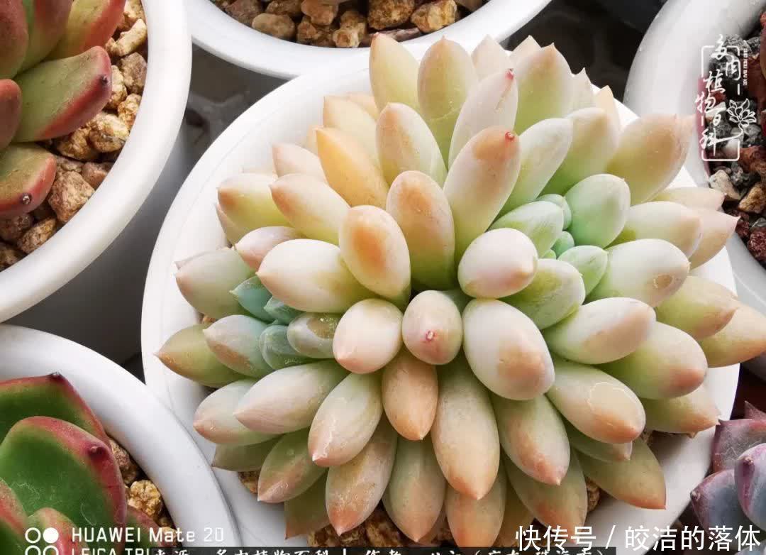肉肉|与多肉的相遇,就是一场治愈之旅