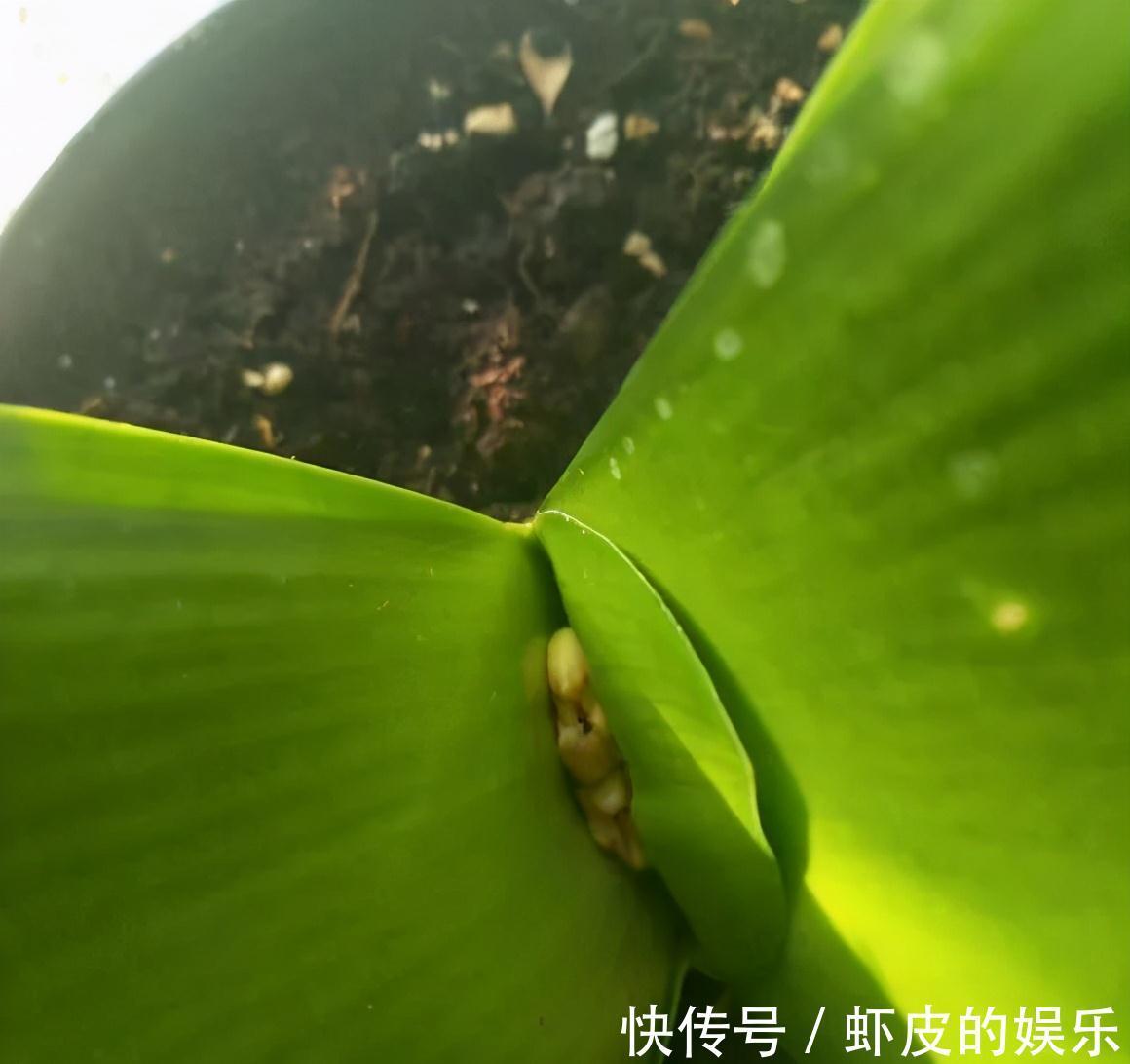 牡丹花|元旦前,“七种花”赶紧搬到阳台上冻一冻,生长茂盛,花苞呼呼冒