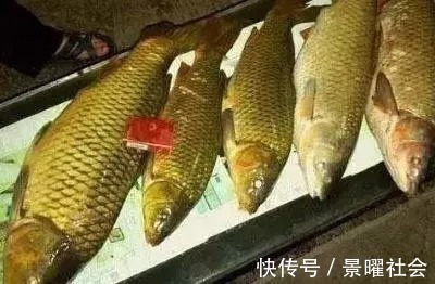 爆炸钩|爆炸钩钓鲤鱼,一天十条大家伙绰绰有余,钓鱼钓到手发软