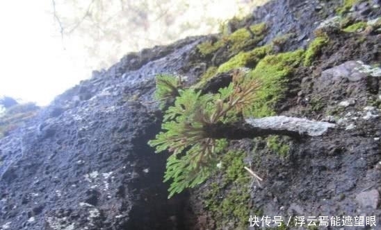 疗效|你们有人认识这种野草的吗？它具有非常神奇的疗效，令人称奇！