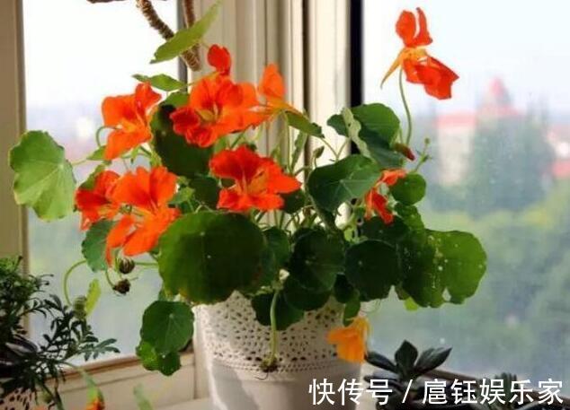 此花叶子像“小荷叶”，长起来比绿萝还快，一年开花6个月