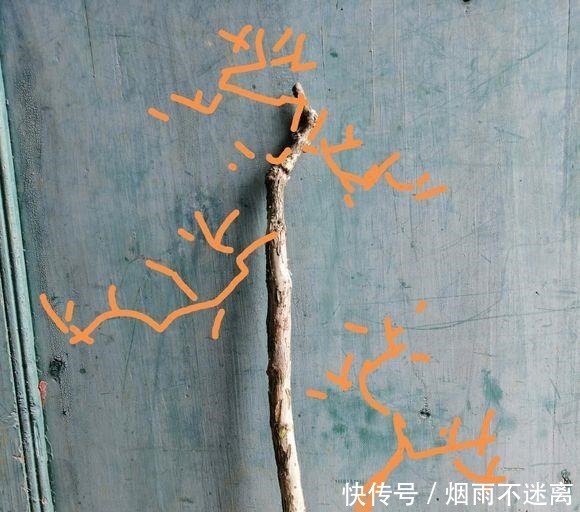 玩盆景造型很重要哦,就像这两个六月雪素材,这样培育真的美翻了!