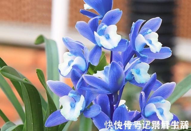 慧兰|这款“蓝色”兰花,突然就火了,被誉为“活香水”,很多人没见过!