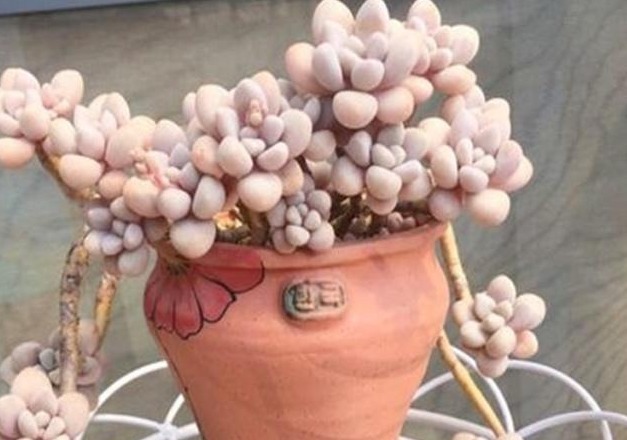 多肉长势差给它喂上“大补肥”，叶片肥又嫩，爆盆不难