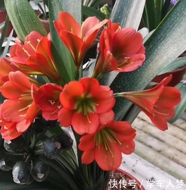 想要君子兰长得好长得快,这4点一定要做足“功课”,不然长不好!