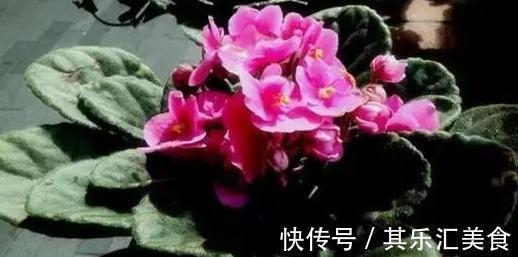 扦插繁殖有技巧，3种扦插非常便捷，生根快成活率高