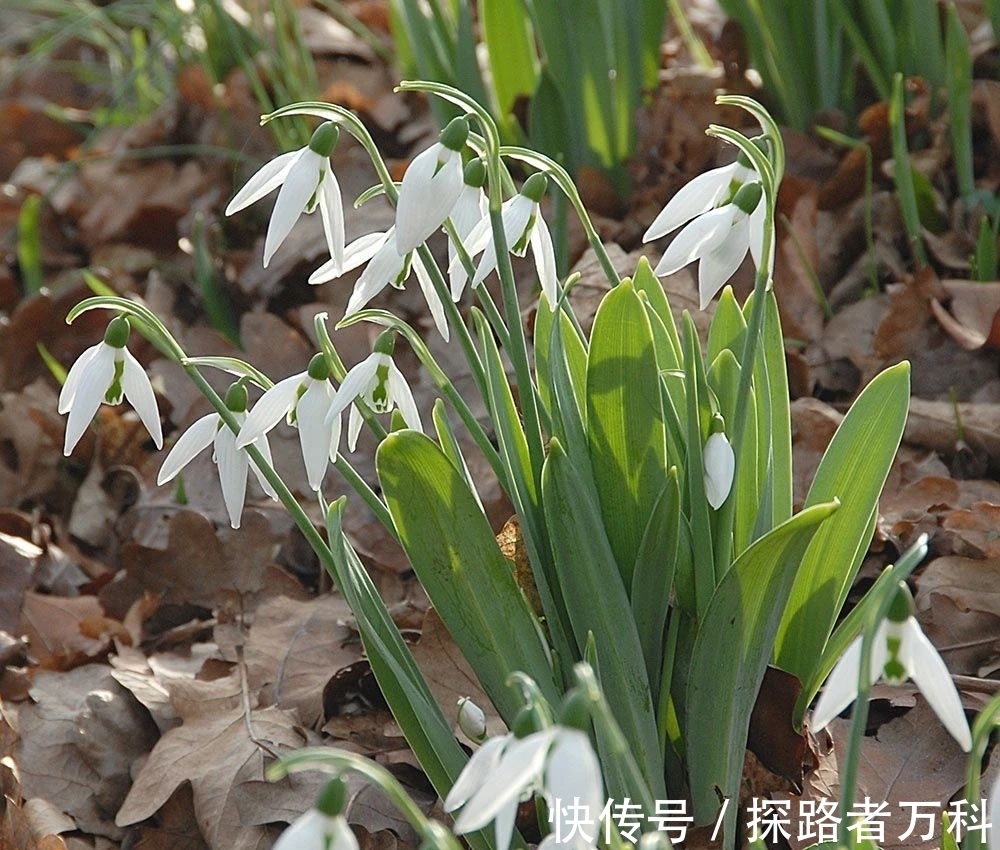 在寒冷的冬春时节灿烂开花的8种观赏花卉,可露养户外,打理简单