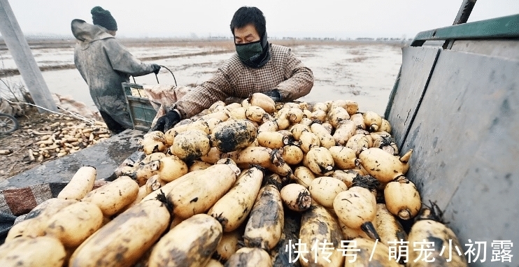 老板|买莲藕时，看见这3种莲藕要绕着走，卖藕老板：从不给家人吃