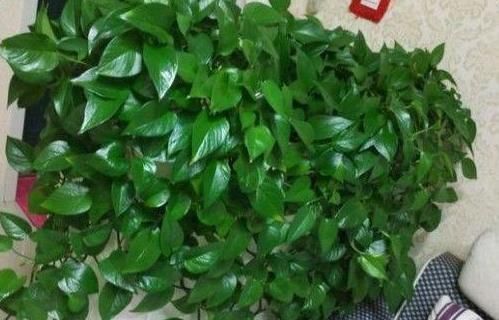 浇花|花妈妈养花15年,浇花时都要加点“神水”,花长的太美了,真神奇