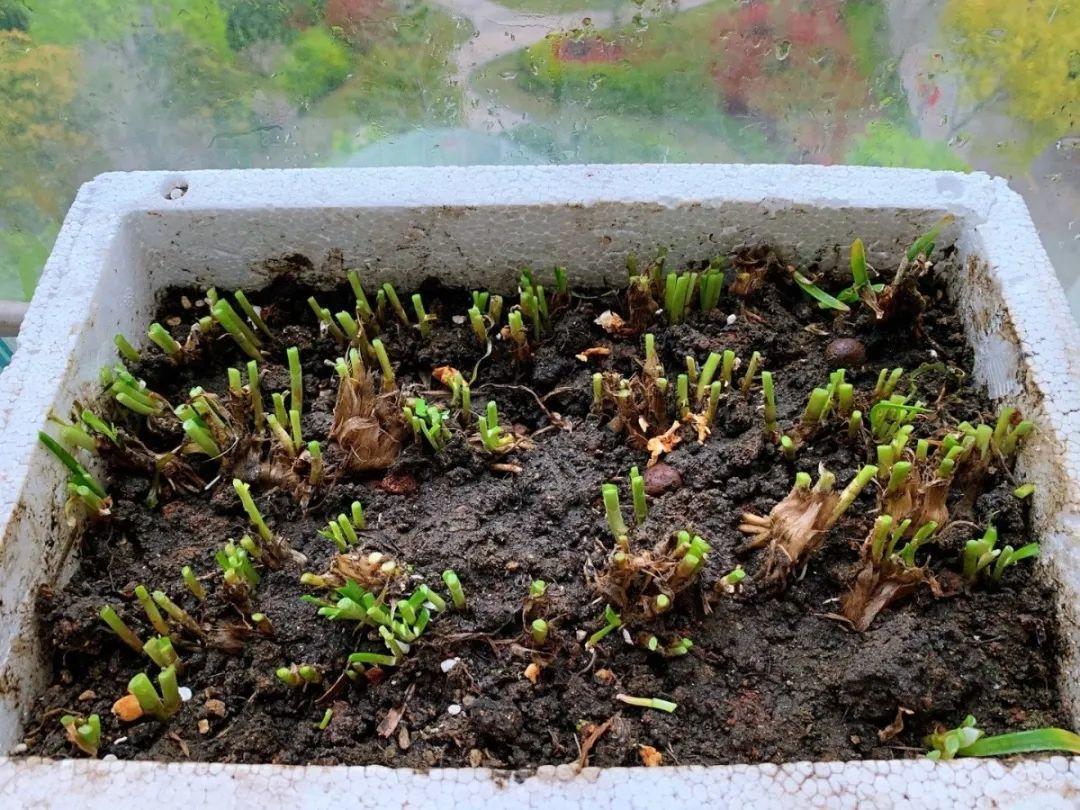 阳台养这10种菜,长得快、结果多,全家都够吃!