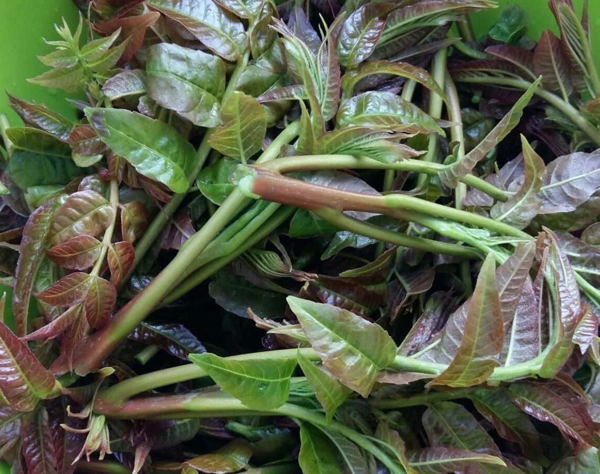 吃了半辈子香椿，却没见过这玩意，扔土里一种，半个月就长叶子