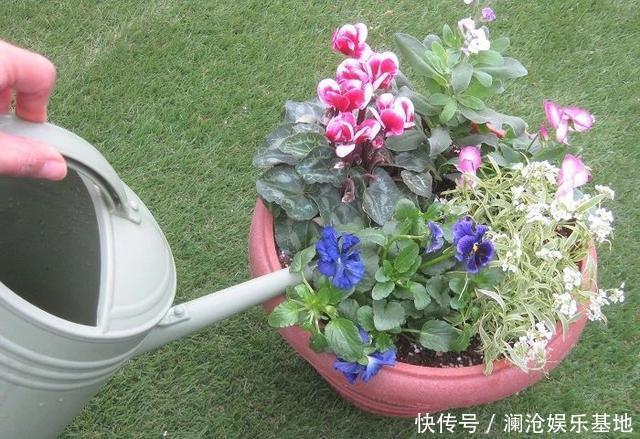 多肉植物|养花不会浇水，家里再多花也会被糟蹋，新手盆栽浇水指南