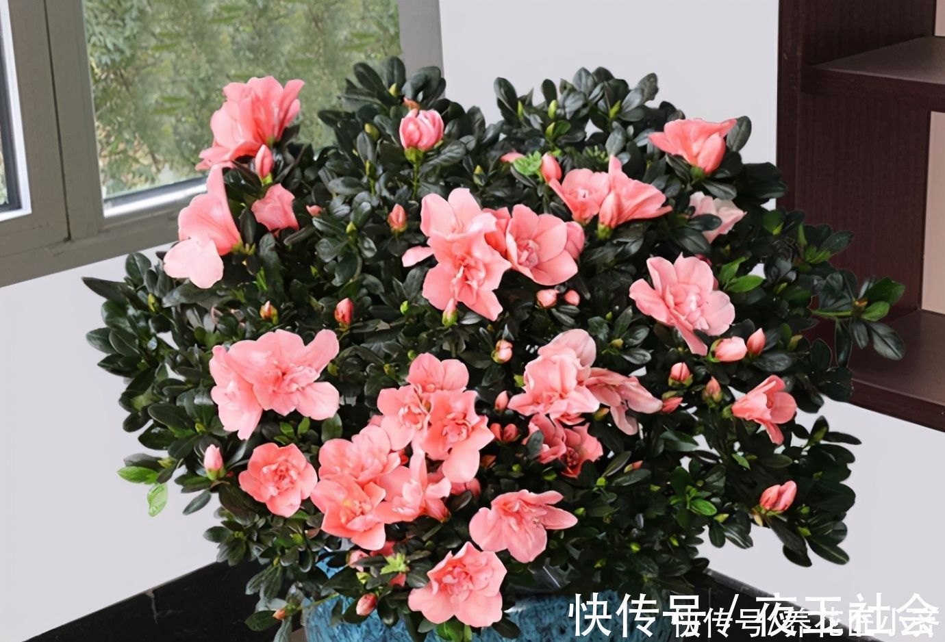 杜鹃花开败后，先做好修剪，使用两种“液体”，新芽又粗又壮