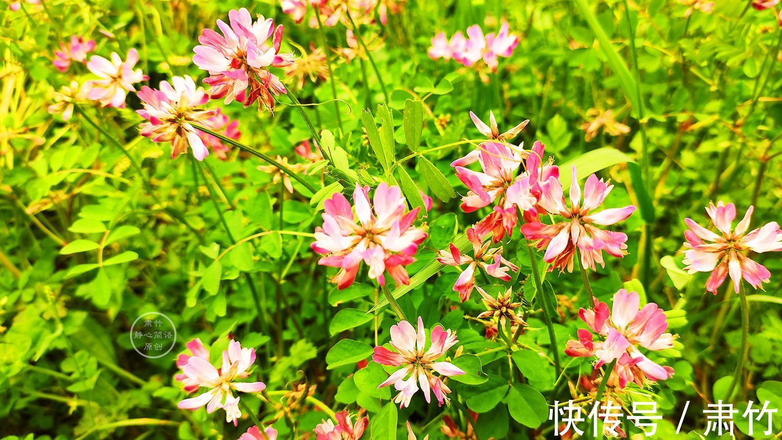 一滴眼泪$落日的色彩,温暖如你向阳的胸怀